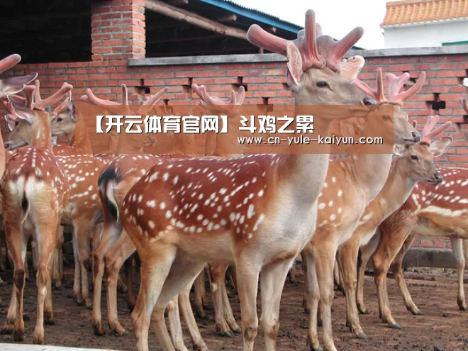 开云体育官网